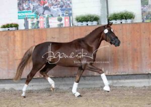 ZfdP Körung Grevenbroich 17