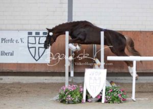 ZfdP Körung Grevenbroich 18