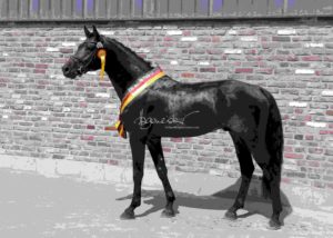 ZfdP Körung Grevenbroich 20