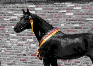 ZfdP Körung Grevenbroich 21