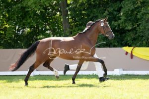 ZfdP Bundesschau Teilnehmer und Impressionen 1