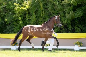 ZfdP Bundesschau Teilnehmer und Impressionen 2