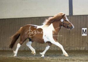 PSB Eliteschau Padenstedt 1