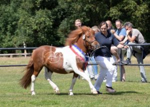 PSB Eliteschau Padenstedt 2