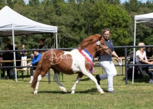 PSB Eliteschau Padenstedt 3