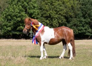 PSB Eliteschau Padenstedt 5