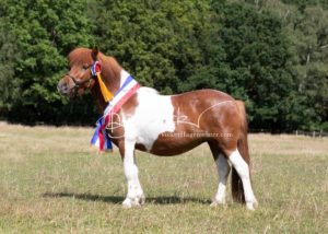 PSB Eliteschau Padenstedt 6