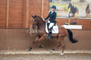 ZfdP Bundesschau Reitpferdeprfg. 3