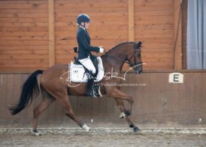 ZfdP Bundesschau Reitpferdeprfg. 4