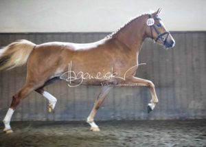 PSB Eliteschau Padenstedt 8