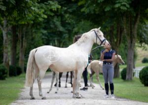 Fohlenregistrierung PSB Schönhorst 10