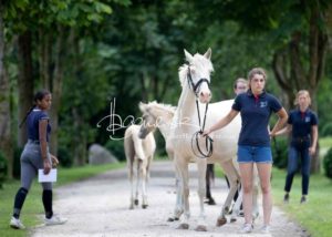 Fohlenregistrierung PSB Schönhorst 11