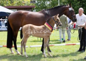 ZfdP Bundesschau - die Sieger 1