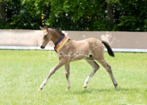 ZfdP Bundesschau - die Sieger 2