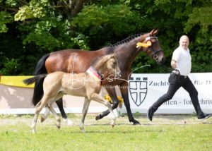ZfdP Bundesschau - die Sieger 3