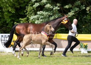 ZfdP Bundesschau - die Sieger 5