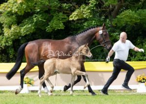 ZfdP Bundesschau - die Sieger 8