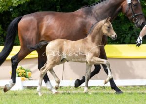 ZfdP Bundesschau - die Sieger 9