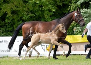 ZfdP Bundesschau - die Sieger 10
