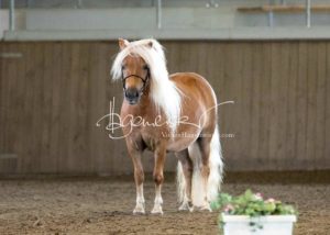 PSB Eliteschau Padenstedt 9