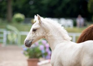 Fohlenregistrierung PSB Schönhorst 12