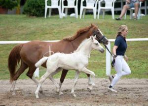 Fohlenregistrierung PSB Schönhorst 13