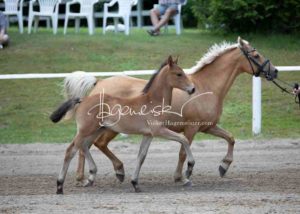 Fohlenregistrierung PSB Schönhorst 14