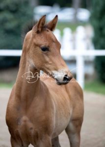 Fohlenregistrierung PSB Schönhorst 15