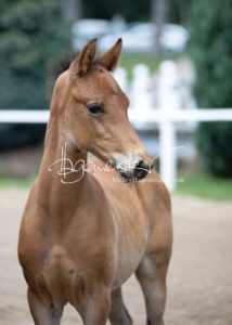 Fohlenregistrierung PSB Schönhorst 16