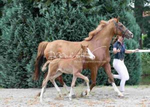Fohlenregistrierung PSB Schönhorst 17