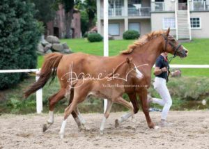 Fohlenregistrierung PSB Schönhorst 18