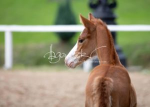 Fohlenregistrierung PSB Schönhorst 19
