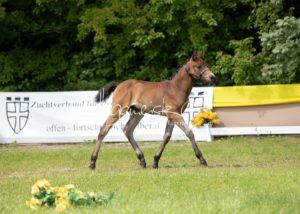 ZfdP Bundesschau Teilnehmer und Impressionen 4