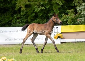 ZfdP Bundesschau Teilnehmer und Impressionen 5