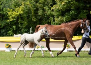 ZfdP Bundesschau Teilnehmer und Impressionen 6