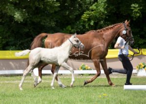 ZfdP Bundesschau Teilnehmer und Impressionen 7