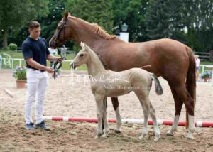 Fohlenregistrierung PSB Schönhorst 20