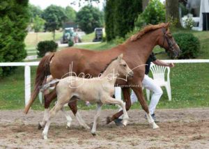 Fohlenregistrierung PSB Schönhorst 21