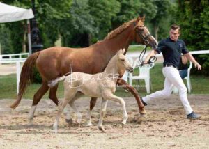 Fohlenregistrierung PSB Schönhorst 22