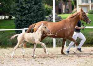 Fohlenregistrierung PSB Schönhorst 23