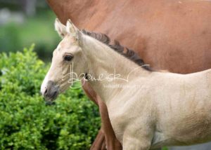 Fohlenregistrierung PSB Schönhorst 25