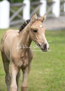 Fohlenregistrierung PSB Schönhorst 26