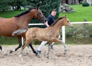Fohlenregistrierung PSB Schönhorst 30
