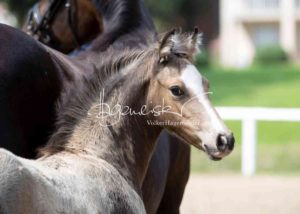 Fohlenregistrierung PSB Schönhorst 1