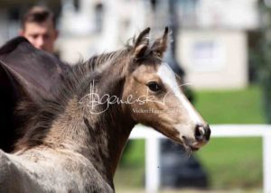 Fohlenregistrierung PSB Schönhorst 2