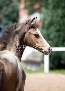 Fohlenregistrierung PSB Schönhorst 3