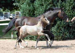 Fohlenregistrierung PSB Schönhorst 4