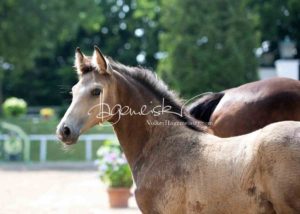 Fohlenregistrierung PSB Schönhorst 6
