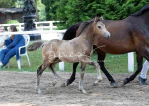 Fohlenregistrierung PSB Schönhorst 7