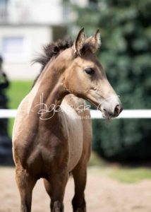 Fohlenregistrierung PSB Schönhorst 8